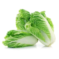 sawi putih segar dari kebun sendiri