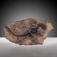 1Pc Resin Dinosaur Fossil Specimen Jurassic Raptor Fossil For Home Decor 34*18cm