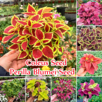 [Local Ready ] 100 Seeds Colorful Legit Coleus Seed Flower Seeds Mixed Color Mix Herb Blossom Plants