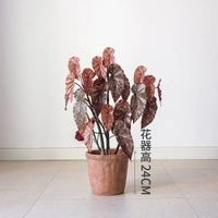 掬涵模擬鱒魚秋海棠粉旗魚海威進口網紅綠植盆栽室內歐式植物花卉