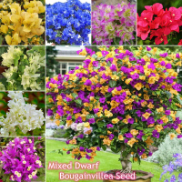Colorful Dwarf Bougainvillea Flower Seeds for Planting (100 Seeds ) Benih Bunga Bougainvillea Pants 