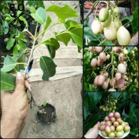Bibit Tanaman Juwet Putih