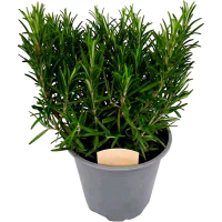 Tanaman Rosemary Hidup Segar - Model Terbaru Daun