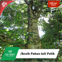 ( 1 Kg ) Benih Jati Putih Gmelina arborea Linn.