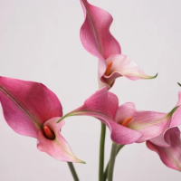 Artificial flowers, calla lilies, alocasia, weddings, hotels, home décor, bouquets