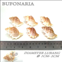 shell kelomang cangkang rumah umang hermidcrab keong