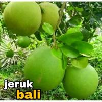 Benih Bibit Jeruk Pamelo/Jeruk Bali Super Cepat Berbuah