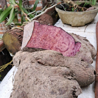 Umbi Uwi Ungu atau Uwi wulung 1kg Herbal
