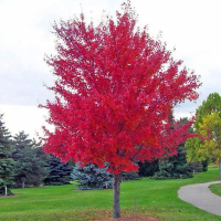 htfrnpo 200Pcs Red Maple Tree Seeds Ornamental Plant Miniascape Garden Yard Bonsai Decor