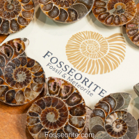 [เลือกแบบได้] ฟอสซิล แอมโมไนต์ Cut & Polished Ammonite Fossil from Madagascar พร้อมใบรับประกัน