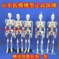 【最低價】【公司貨】骨架模型45cm85cm人體骨骼模型全身脊椎骨骼脊柱模型人體骨架模型
