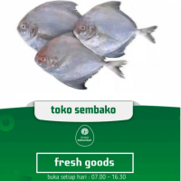 ikan dorang putih (bawal) PO H+1