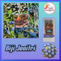 Biji Gemitri/jenitri