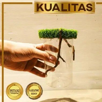 Soliter Jungle Aquarium Aquascape Cupang Tema Hutan Wadah Ikan Hias dan Tanaman Air