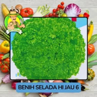 Jenis Benih Sayuran Selada Benih Sayuran Import Selada Hijau 6