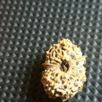 Rudraksha 13 Mukhi Ganesha Original Batu Permata Spiritual untuk Kesejahteraan dan Spiritualitas