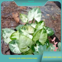 Bibit tanaman hias calatium mini/ keladi mini /keladi liliput (RA&TH)
