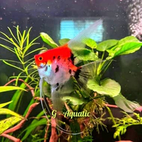 ikan manfish red devil size L