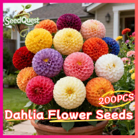 100% Legit 200pcs Multi Petals Mixed Dahlia Flower Seeds for Gardening Giant Dahlia Seeds for Planti