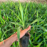 Paket 3Bibit Pandan Suji/Betawi