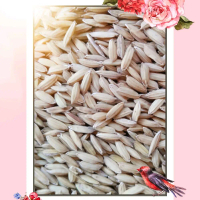 Benih bibit padi ketan putih kemasan 1 Kg