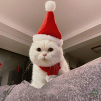 寵物頭套圣誕帽貓貓頭套貓咪頭飾裝扮圍巾帽套裝