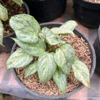 Tanaman hias philodendron sodiroi mint variegata