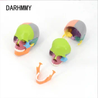 DARHMMY 15pcs / set 4D Detachable Color Mini Skull Anatomy Model Detachable Medical Teaching Tool