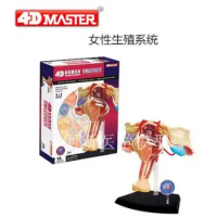 4D female reproductive system anatomy model, new 3d reproductive system model.