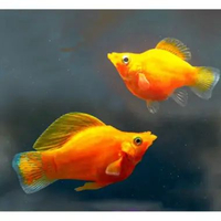 Molly Golden Balon / Ikan Hias Aquascape Air Tawar / Ikan Molly Balon indukkan