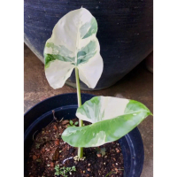 Anak Benih Ubi Keratan Segar Benih Baru KELADI HIASAN Albino Caladium