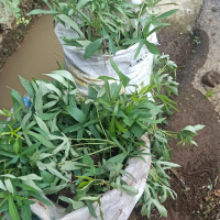 ubi cilembu madu paket 10 stek