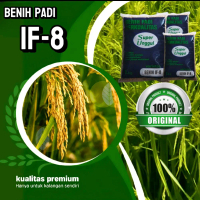 benih padi IF8 super unggul dengan kemasan 1kg kualitas terjamin