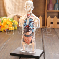 Assembled Transparent Human Torso Human Anatomy Model 4D Bust Male Body Head Musculoskeletal Anatomy Science Model