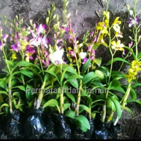 ANGGREK DENDROBIUM SIAP BERBUNGA!!sudah Spike/Knop-DENDROBIUM-ANGGREK