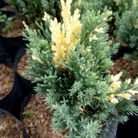 Cemara intan mutasi warna / variegata