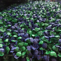 tanaman daun rambat hias dinding pagar sintetis/plastik variasi dolar - Ungu