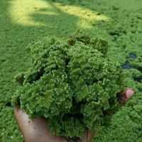 AZOLLA. 50gram TERMURAHHH.sangat bagus untuk starter awal budidaya azolla.