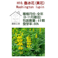 【蔬菜工坊】H10.魯冰花種子(黃花)