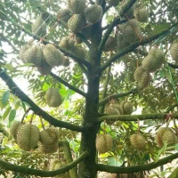 Bibit Durian Musangking Hasil Okulasi - Tanaman Buah Durian Musangking Asli dari Okulasi