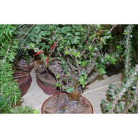福桂花 魯尼拉福桂花 短莖福桂花Fouquieria leonilae種子