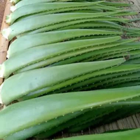 lidah buaya jumbo (pelepah) Aloe Vera - pelepah lidah buaya jumbo