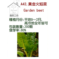 【蔬菜工坊】A42.黃金火焰菜種子(黃金菾菜、君達菜、甜菜)