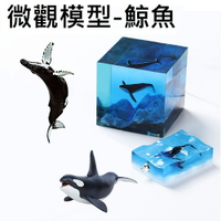 【微觀模型-鯨魚】3D立體 鯨魚 座頭鯨 灰鯨 虎鯨 大翅鯨 模型 滴膠素材 水晶膠填充物