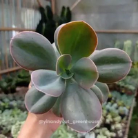 Echeveria Decora | Kaktus Sukulen Tanaman Hias Unik – Koleksi Echeveria