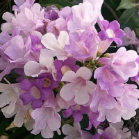 tanaman bunga garlic vine