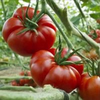 Benih Tomat Mawar  Merah Tanaman