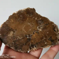 4.49" Petrified Wood Round Fossil Specimen Madagascar