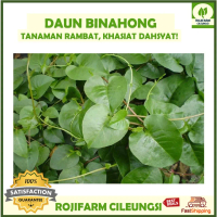 Daun Binahong Hijau 100 gr Petik Dadakan