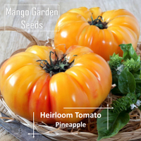 Heirloom Pine Tomato Seeds - 5 Seeds *Pot Friendly* Tanam Pasu Tomato Nanas  Pine Ancient Tomato Seeds  - Mango Garden Seeds